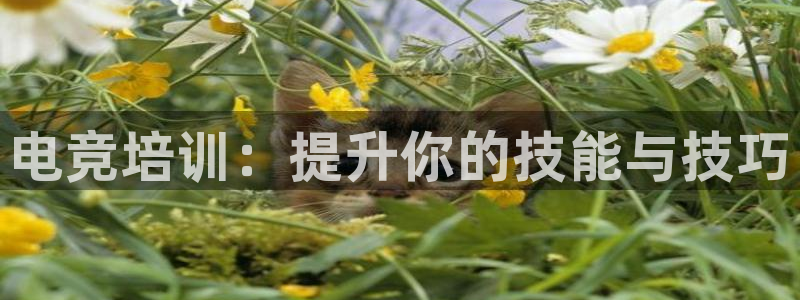 火博电竞网站：电竞培训：提升你的技能与技巧